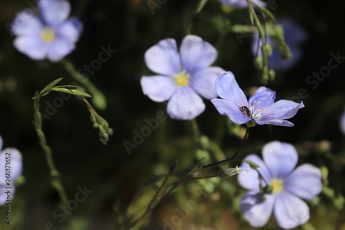 Blue flax flower and insect