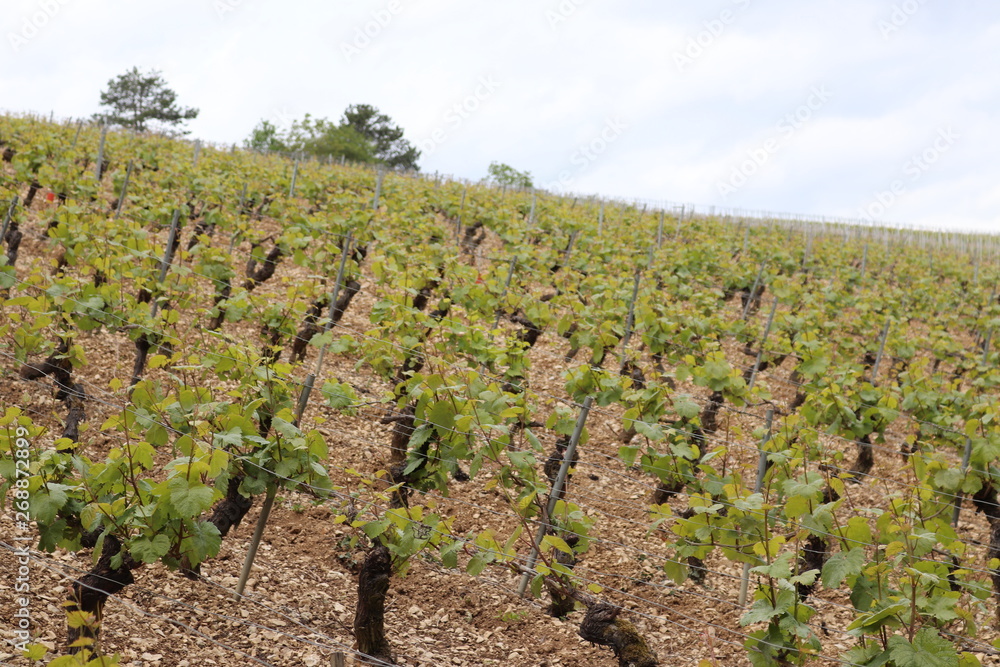 Vine Irancy Burgundy