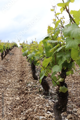 Vine Irancy Burgundy photo