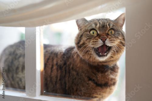 Meowing cat behind window