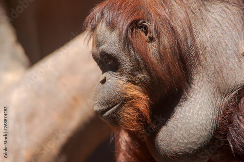 hembra de Orangután adulta