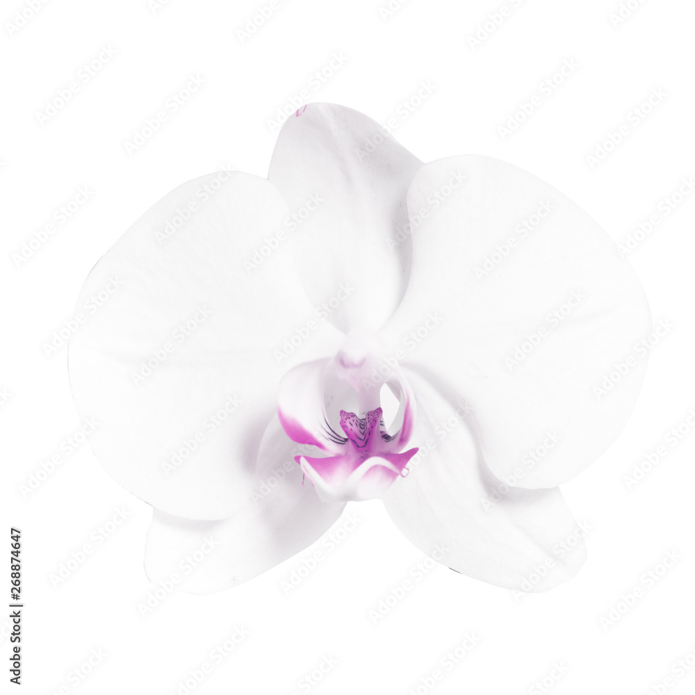 Fototapeta premium Isolated white orchid flower for design