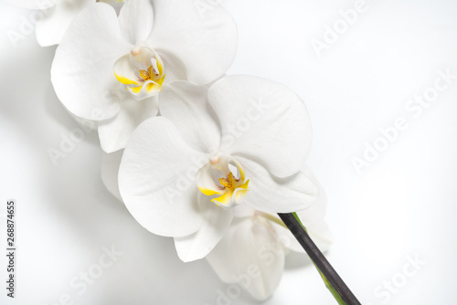 Fototapeta Naklejka Na Ścianę i Meble -  white orchid flower for design on white background