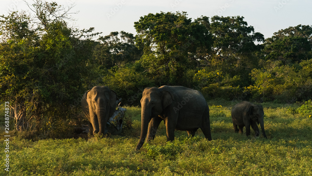 Obraz premium Wild asian elephant family under sunset in savanna in Yala National Park in Sri Lanka