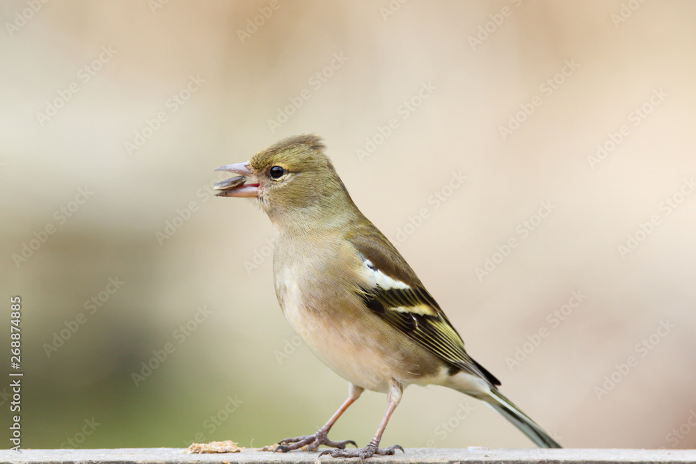 Female finch bird eating sunflower seed at the birdtable Female finch bird eating sunflower seed at the birdtable