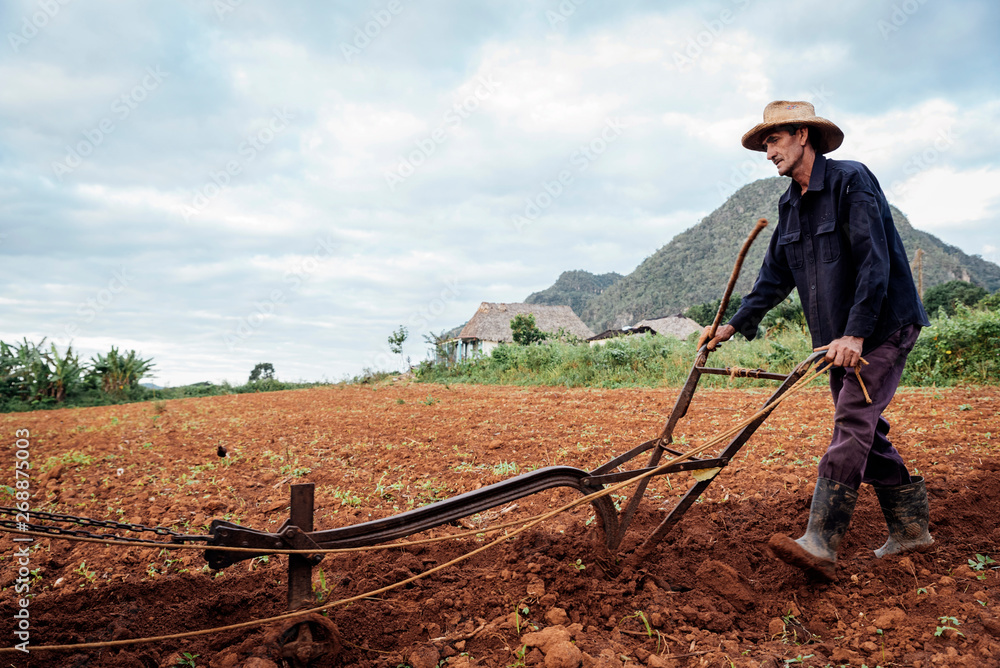 Farmer and Oxen Plow Tobacco Field. Farmer and Oxen Plow Tobacco Field.