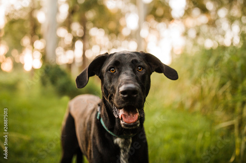 Wallpaper Mural Great dane x Torontodigital.ca