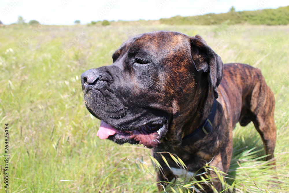chien cane corso dans la nature chien cane corso dans la nature