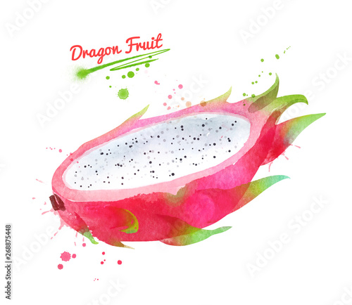 Watercolor illustration of Dragon fruit © Sonya illustration