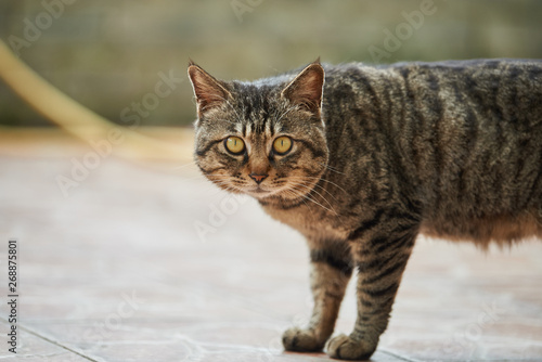 a fierce cat face close-up