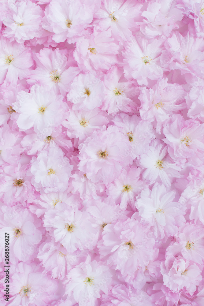 Cherry Blossom flowers Cherry Blossom flowers