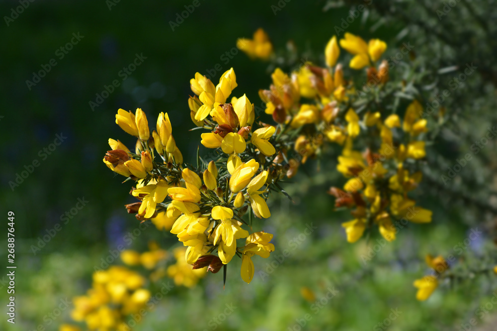 Common gorse Common gorse