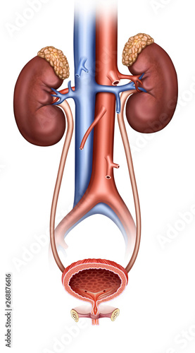 Fisiología del sistema renal femenino photo