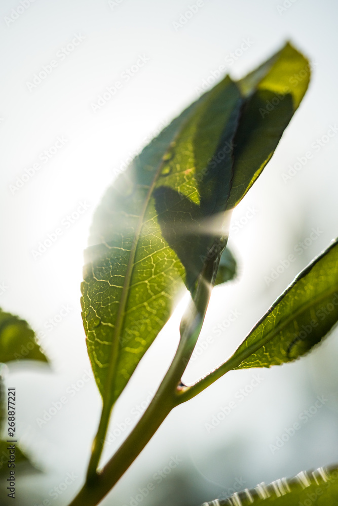 sun light shining through big green leaves in the morning sun light shining through big green leaves in the morning