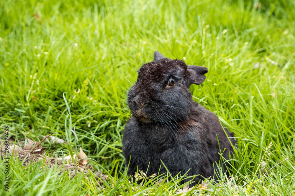 a cute black bunny resting on green grass field after digging its rabbit hole a cute black bunny resting on green grass field after digging its rabbit hole