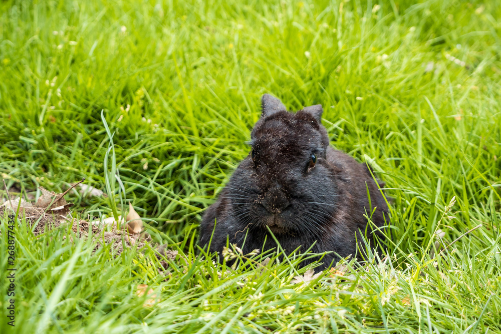 a cute black bunny resting on green grass field after digging its rabbit hole a cute black bunny resting on green grass field after digging its rabbit hole