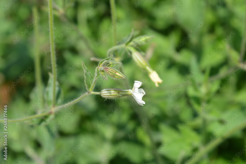 Unusual campion Unusual campion