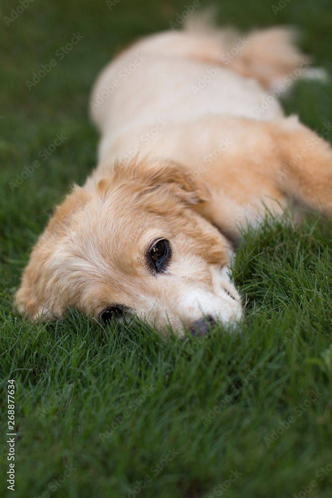 portrait of dog laying in grass portrait of dog laying in grass