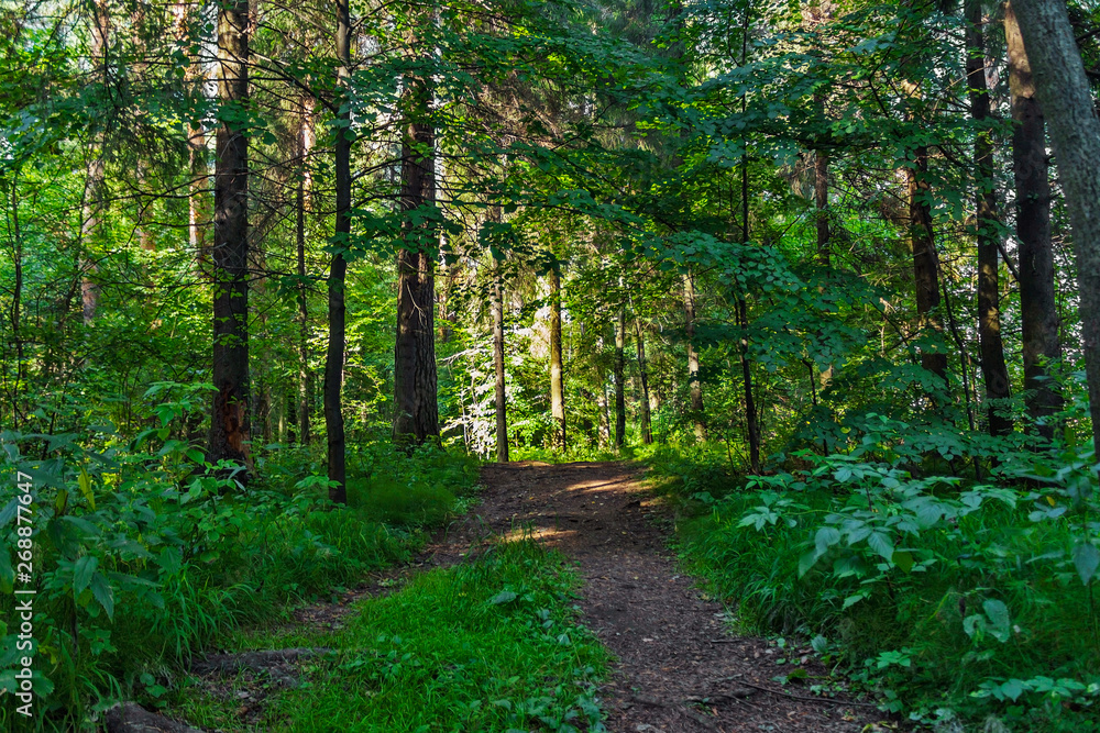 Fototapeta premium dirt road in the forest on a summer day