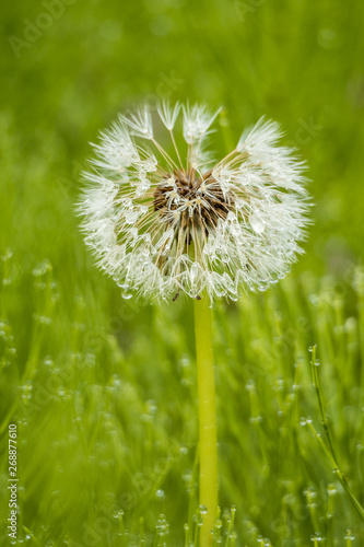 close up of one white dandelion flower with water drops grown on green grass field in the shade
