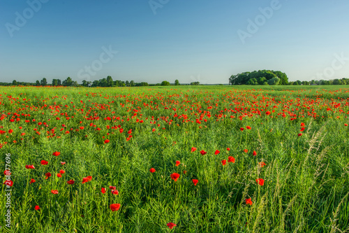 Red wild poppies in green rape, forest and blue sky