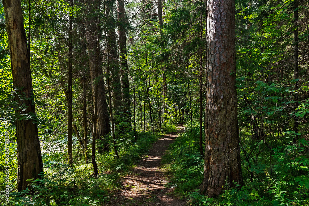 dirt road in the forest on a summer day dirt road in the forest on a summer day