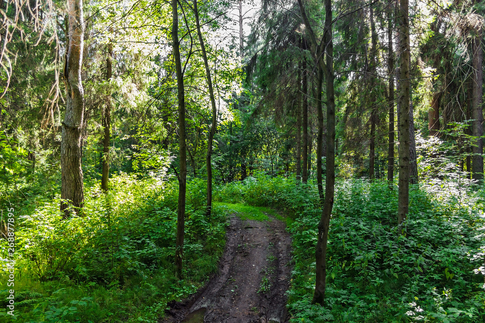 dirt road in the forest on a summer day dirt road in the forest on a summer day