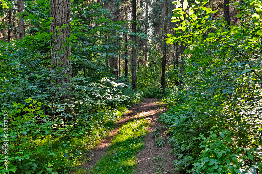 dirt road in the forest on a summer day dirt road in the forest on a summer day