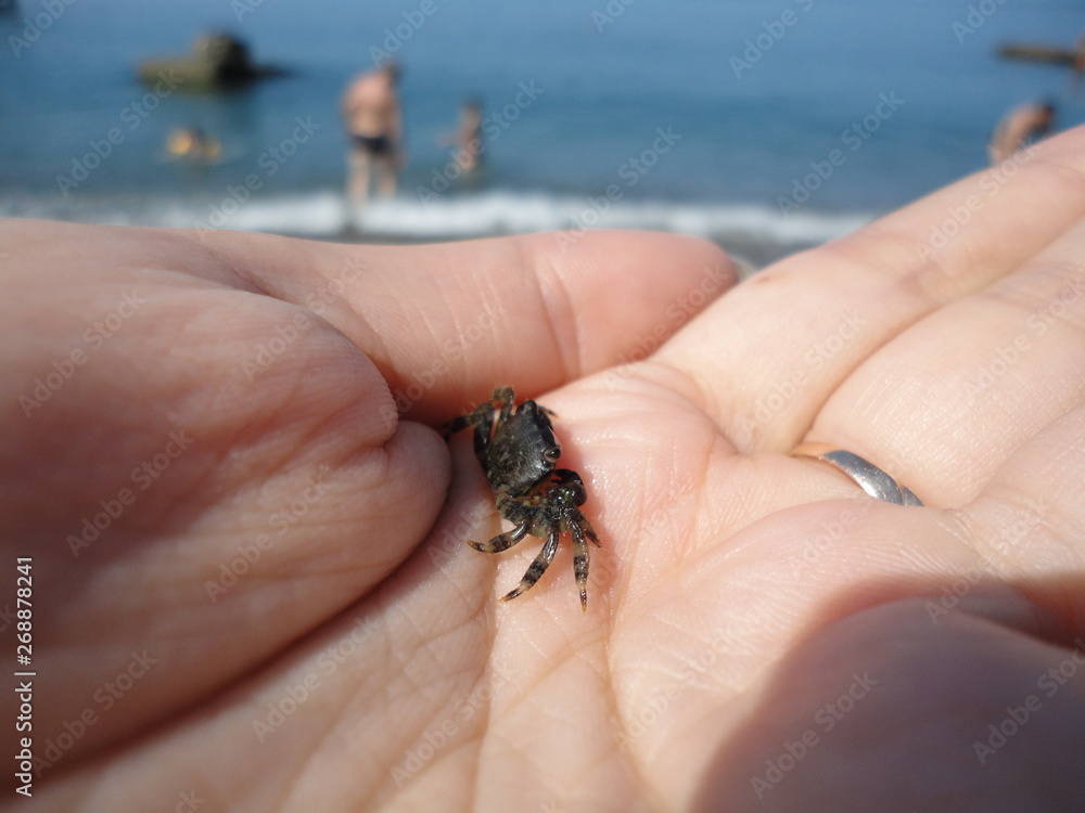 crab on hand