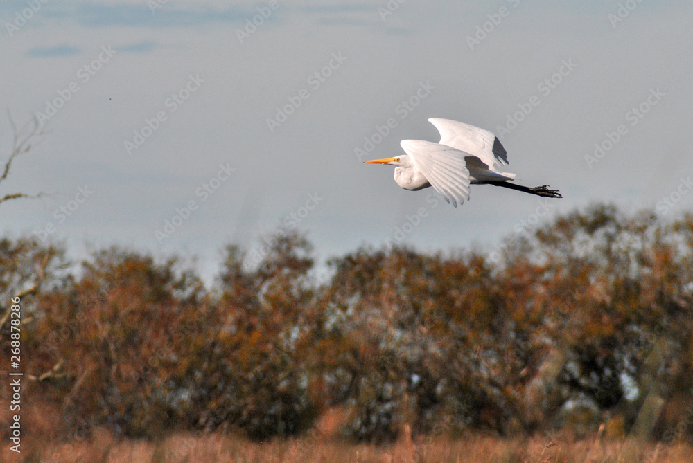 Fototapeta premium heron in flight