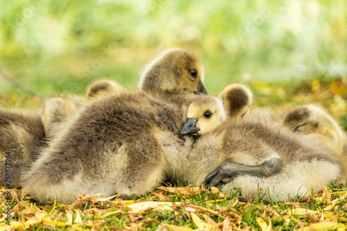 a flock of cute brown goslings cuddling together and taking a nap on green grass field . © Yi