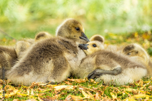 a flock of cute brown goslings cuddling together and taking a nap on green grass field .