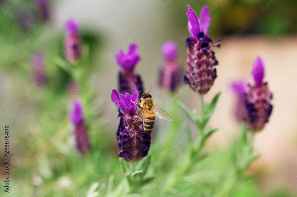 Nahaufnahme einer Honigbiene beim Bestäuben von Lavendel Nahaufnahme einer Honigbiene beim Bestäuben von Lavendel
