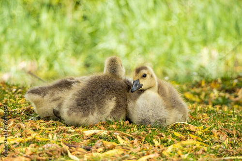 a flock of cute brown goslings cuddling together and taking a nap on green grass field .