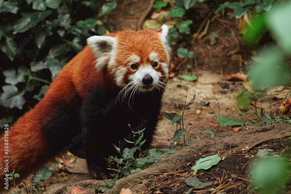 red panda red panda