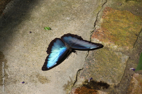 Schmetterlinge