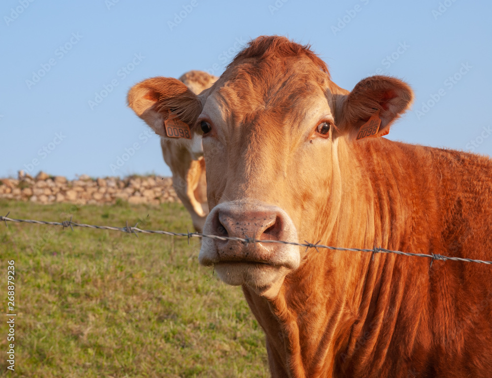 Close-up of cow of the race Blonde of Aquitaine of reddish color, behind a barbed wire in a meadow in Cantabria, Spain, Europe