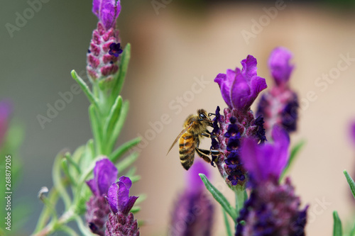 Nahaufnahme einer Honigbiene beim Bestäuben von Lavendel © Matthias