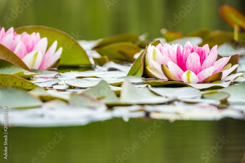 two beautiful pink waterlilies blooming in the pond surrounded by big green leaves