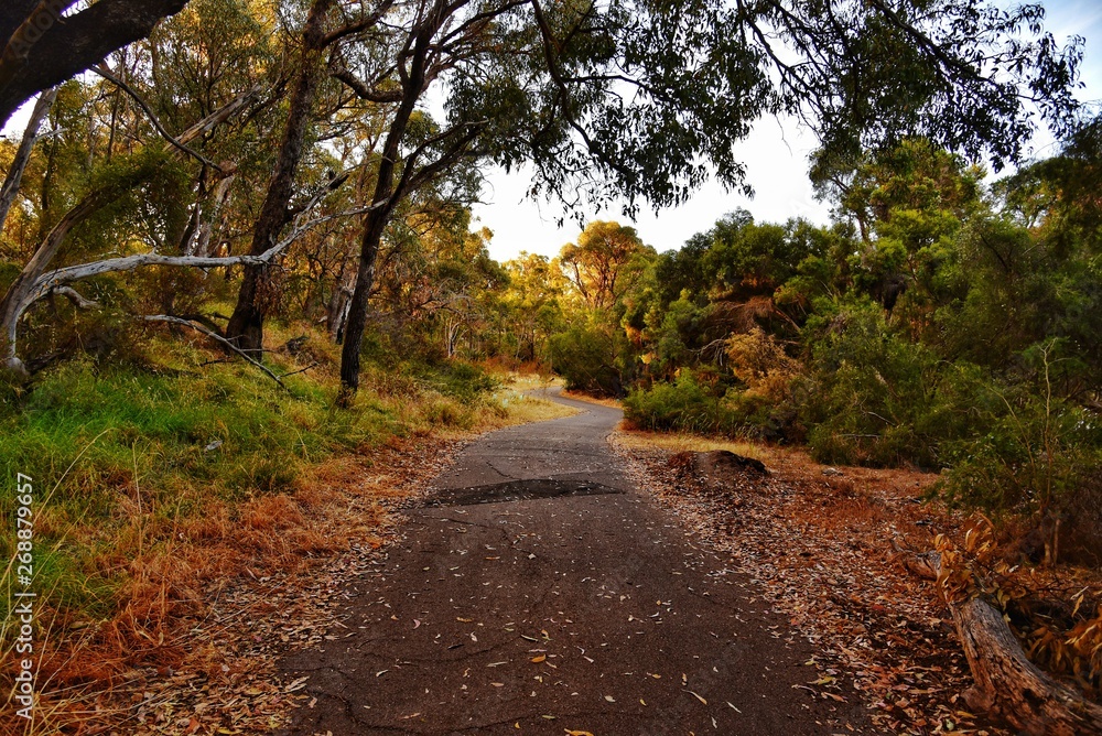 Fototapeta premium Path in park