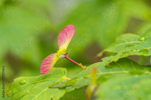 tiny piece of red leaf pop out of other green leaves in the garden with green background © Yi