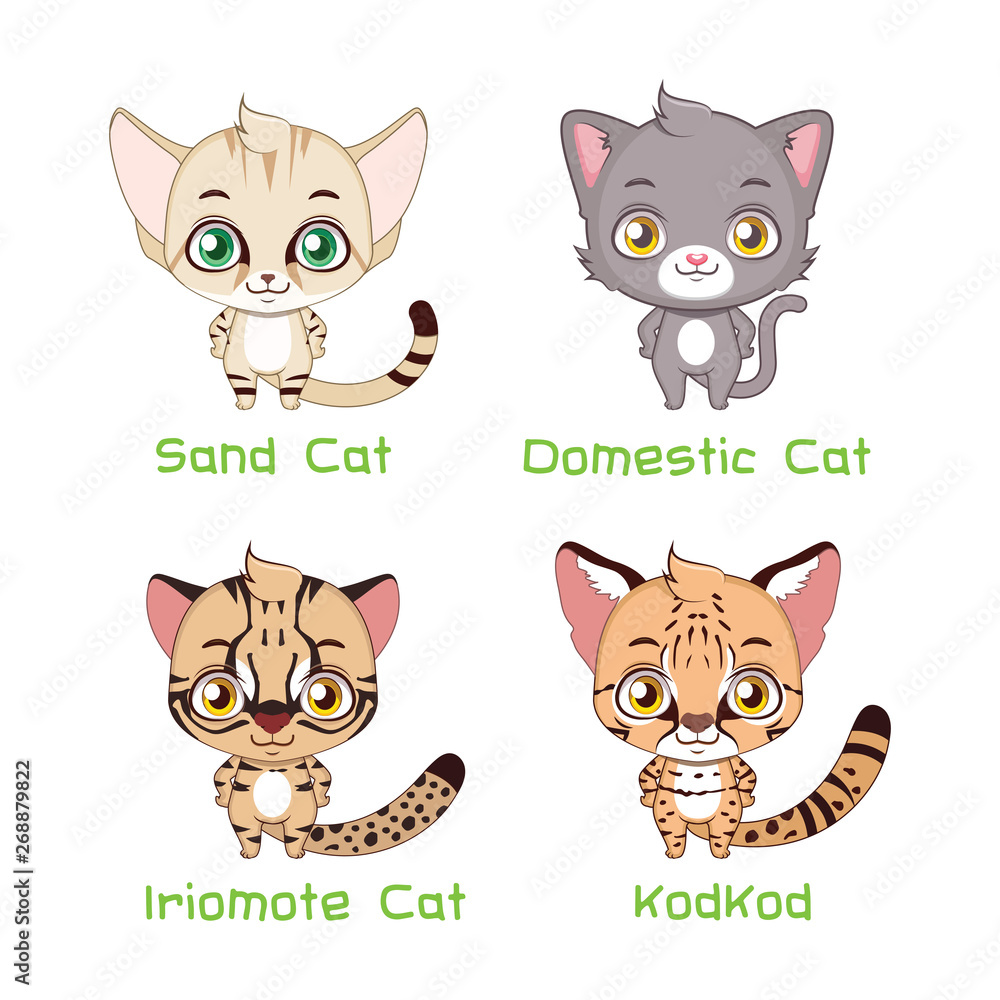Set of small sized cat species