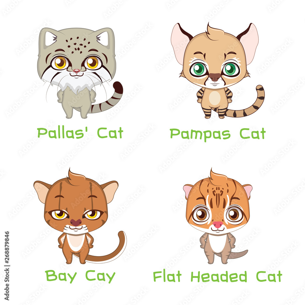 Collection of various wild cat species Collection of various wild cat species