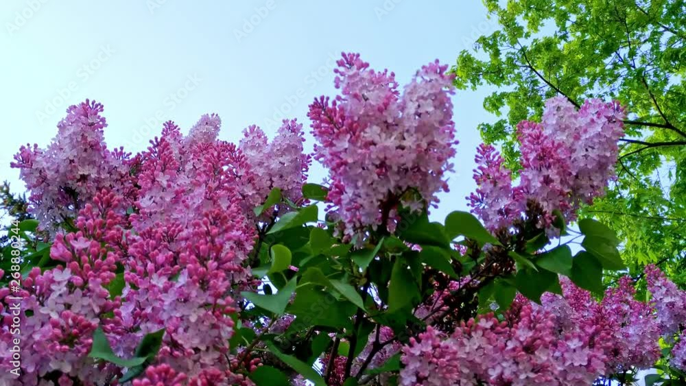 Blooming pink flowers of Syringa vulgaris, known as common lilac outdoors in nature. Blooming pink flowers of Syringa vulgaris, known as common lilac outdoors in nature.