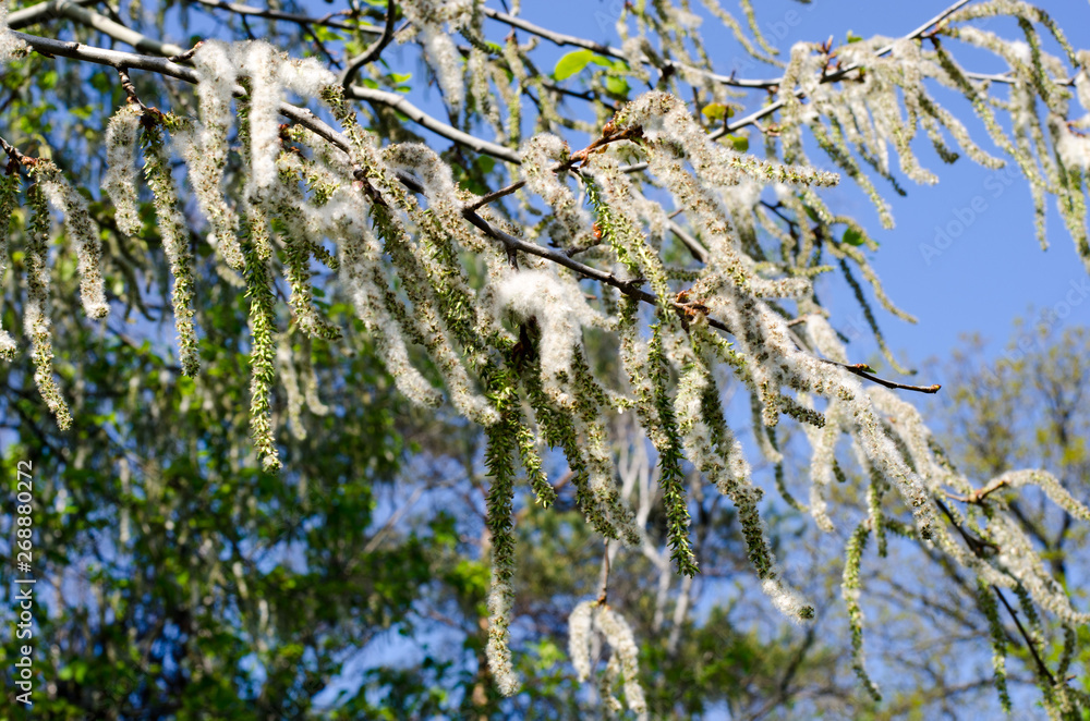 Fotografia Populus Tremula seeds all over