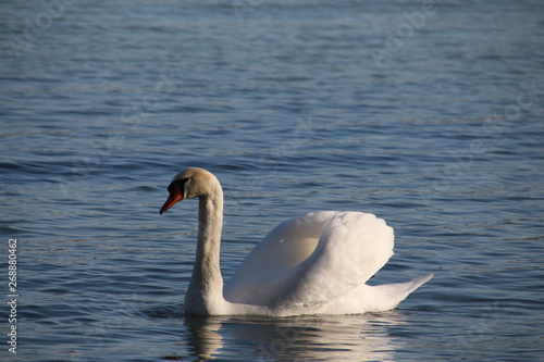 Schwan