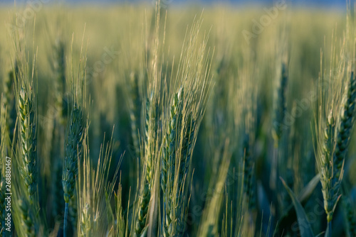 Large areas of young wheat field