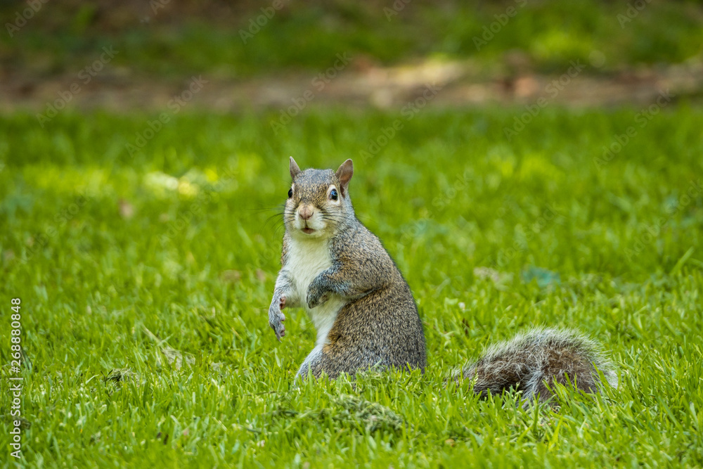 portrait of a curious cute grey squirrel standing on green grass field looking at you in the park