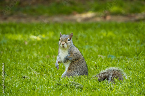 portrait of a curious cute grey squirrel standing on green grass field looking at you in the park