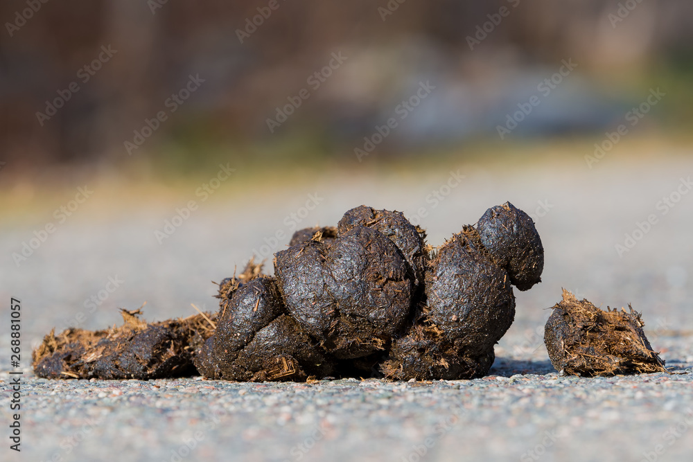 Small pile of horse manure on a road. The view is from road level on the side. Closeup view. There is room for text above.